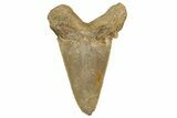Serrated Sokolovi (Auriculatus) Shark Tooth - Dakhla, Morocco #321876-1